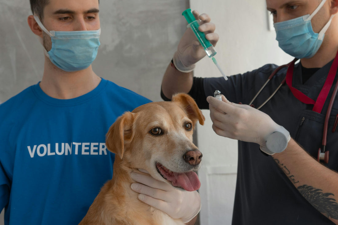 🐶 Köpeklerde Aşı Takvimi ve Parazit Koruma Programları | Sağlıklı Bir Yaşam İçin Rehber 🏥🦠