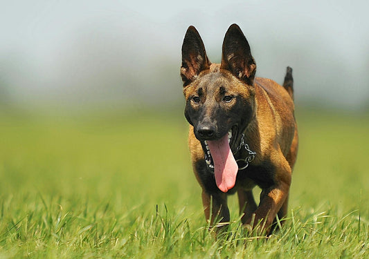 🛡️ Koruma ve Bekçilik İçin En Uygun Köpek Irkları | Güvenliğiniz İçin En İyi Seçimler 🐕‍🦺🏠