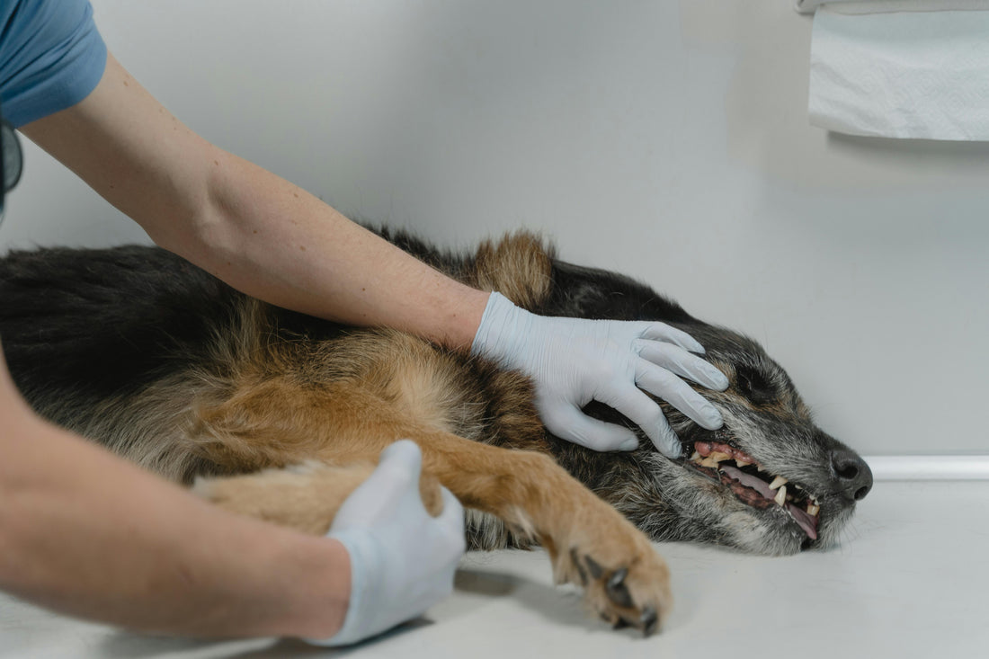 🐶 Köpeklerde Sık Görülen Hastalıklar ve Tedavileri | Patili Dostunuzu Koruyun 🏥