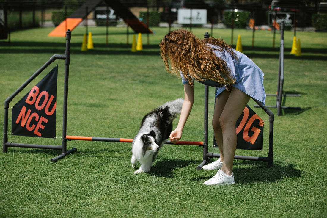 🐶 İleri Seviye Köpek Eğitimi: Teknikler, Yöntemler ve Stratejiler 🎯🐾