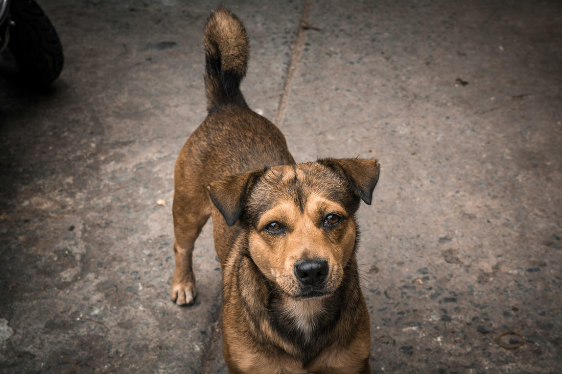 🐶 Köpek Sahiplerinin Merak Ettikleri | En Çok Sorulan Sorular ve Cevapları ❓